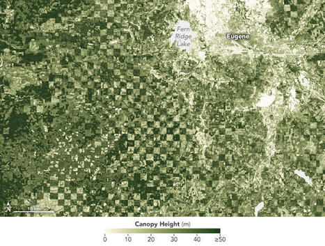 Scientists Show How Forests Measure Up | Stage 6 HSC Geography ( Current syllabus) | Scoop.it