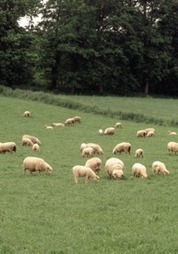 2011 : L'année économique ovine. Perspectives 2012 | SCIENCES DE L' ANIMAL | Scoop.it