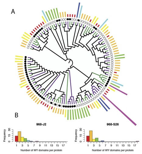 MPMI: Genome Sequence and Architecture of the Tobacco Downy Mildew Pathogen, Peronospora tabacina (2015) | Plant Pathogenomics | Scoop.it