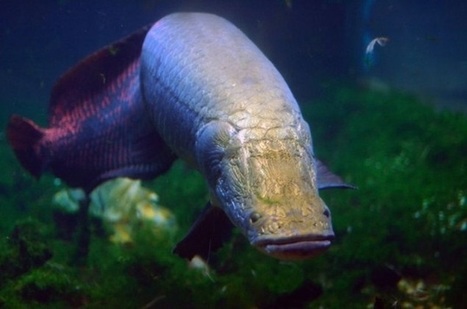 Mengenal Ikan Arapaima Ikan Predator Air Tawar