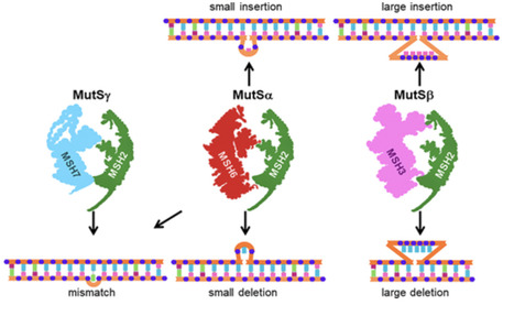Replication associated nuclear DNA mismatch repair across kingdoms | RMH | Scoop.it
