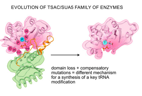 The universal Sua5/TsaC family evolved different mechanisms for the synthesis of a key tRNA modification | I2BC Paris-Saclay | Scoop.it