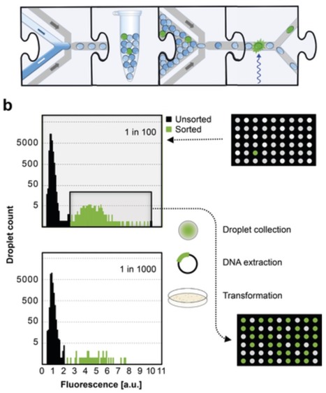 Ultrahigh‐Throughput Detection of Enzymatic Alc...