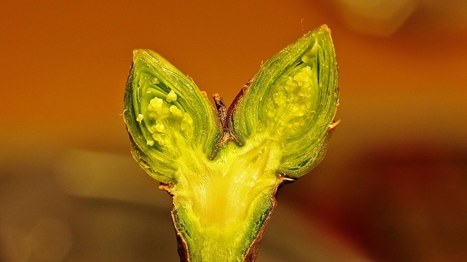 Miksi  kev&auml;&auml;ll&auml; on hele&auml;n vihre&auml;&auml;? | 1Uutiset - Lukemisen t&auml;hden | Scoop.it