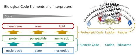 Décrypter le langage des interactions protéines-lipides | Life Sciences Université Paris-Saclay | Scoop.it