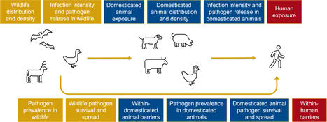 Policies to prevent zoonotic spillover: a systematic scoping review of evaluative evidence | Globalization and Health | Globalization and Health volume 19 (2023) | Alimentation Santé Environnement | Scoop.it
