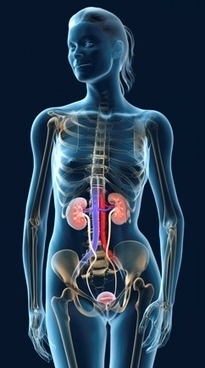 How our kidneys work | 21st Century Learning and Teaching | Scoop.it