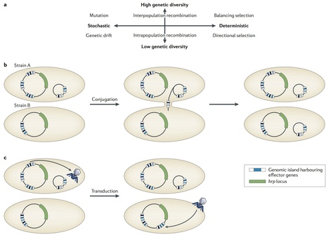 Nature Reviews Genetics: Microbial genome-enabled insights into plant-microorganism interactions (2014) | Plant Pathogenomics | Scoop.it
