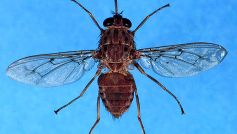 Des drapeaux bleus contre la maladie du sommeil / Tiny flags target African tsetse flies | EntomoNews | Scoop.it