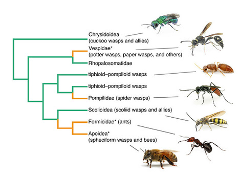 La phylogénomique éclaire les relations évolutives entre les fourmis, les abeilles et les guêpes [en anglais] | EntomoNews | Scoop.it