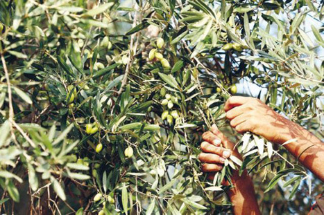 JORDAN Agriculture Ministry launches national campaign to support olive sector | CIHEAM Press Review | Scoop.it