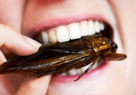 GRIMIAM lutte pour la consommation d’insectes par l’être humain | Les News | Entomophagy: Edible Insects and the Future of Food | Scoop.it
