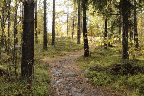 Mitä metsä merkitsee suomalaisille? Lapsuuden pelottava paikka tuo turvaa aikuisena, elannon lähde muuttui virkistäväksi ympäristöksi | Yle Uutiset | yle.fi | 1Uutiset - Lukemisen tähden | Scoop.it