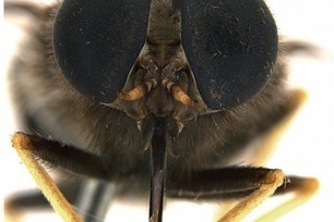 Bootylicious Fly Gets Named... Beyoncé | Science News | Scoop.it