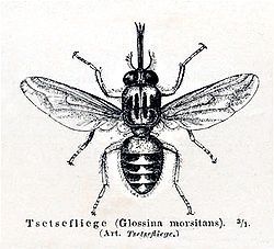 La mouche tsé-tsé, redoutable mère allaitante | Le Monde.fr | EntomoNews | Scoop.it