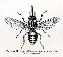 Un espoir dans la lutte contre les mouches tsé-tsé | EntomoNews | Scoop.it