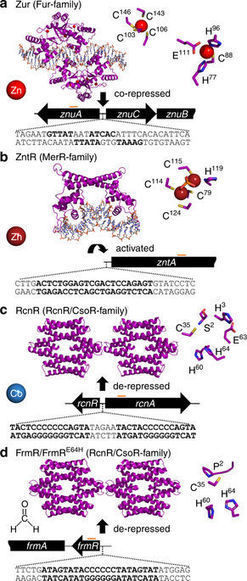 Fine control of metal concentrations is necessary for cells to discern zinc from cobalt | RMH | Scoop.it