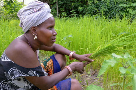 Les femmes sont les forces du changement en Afrique de l’Ouest  | Questions de développement ... | Scoop.it