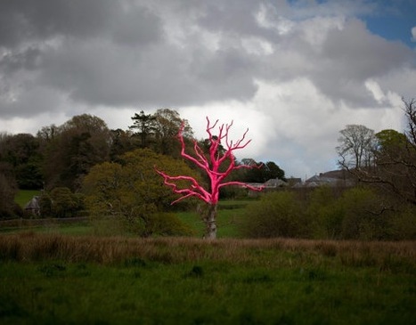 News: Pink oak delivering  serious message about spread of tree-killing "fungus" (2012) | Plants and Microbes | Scoop.it