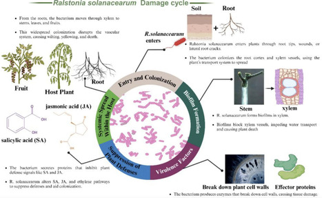 Key mechanisms of plant-Ralstonia solanacearum interaction in bacterial wilt pathogenesis | frn | RMH | Scoop.it