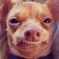 Meet Tuna the Chiweenie, Instagram's Cutest Dog With an Overbite | Communications Major | Scoop.it