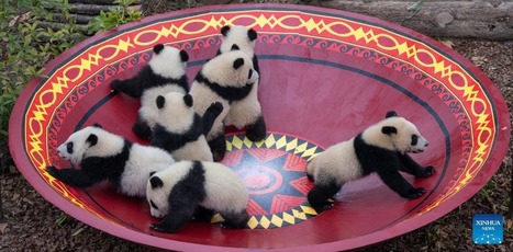 Derri&egrave;re la mignonnerie du panda, une diplomatie d&rsquo;influence chinoise de l&rsquo;&eacute;motion en ligne | L'universit&eacute; en bref ! | Scoop.it
