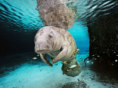 We Love You, Manatees - Dying in Record Numbers | OUR OCEANS NEED US | Scoop.it