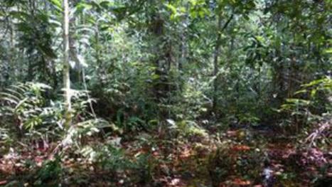 Un #puits de #carbone géant découvert au #Congo | RSE et Développement Durable | Scoop.it