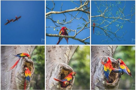 Scarlet Macaws in the Chiquibul | Cayo Scoop!  The Ecology of Cayo Culture | Scoop.it