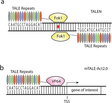 Assembly of TALEN and mTALE-Act for Plant Genome Engineering | TAL effector science | Scoop.it