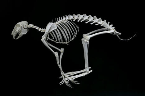 Tunnista luuranko! | 1Uutiset - Lukemisen t&auml;hden | Scoop.it