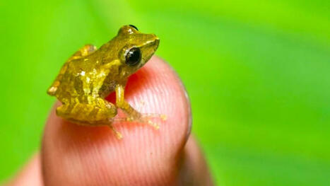 18 mm de taille maximale, une nouvelle esp&egrave;ce de grenouille minuscule d&eacute;couverte bluffe les scientifiques | Biodiversit&eacute; - @ZEHUB on Twitter | Scoop.it