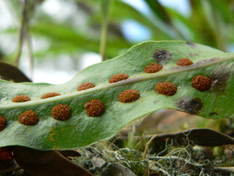 Wonderful Things: Ferns Eject Their Spores with Medieval-Style Catapults | The Artful Amoeba, Scientific American Blog Network | Rainforest CLASSROOM | Scoop.it
