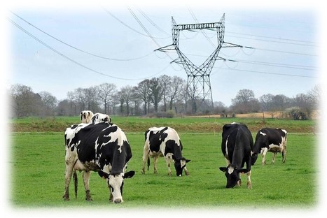 [Enquête] Quels sont les impacts des ouvrages électriques sur les activités d’élevage ? | Lait de Normandie... et d'ailleurs | Scoop.it