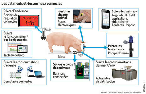 Un &eacute;levage connect&eacute; &agrave;&nbsp;la station exp&eacute;rimentale porcine de Cr&eacute;com - R&eacute;ussir | Pour innover en agriculture | Scoop.it
