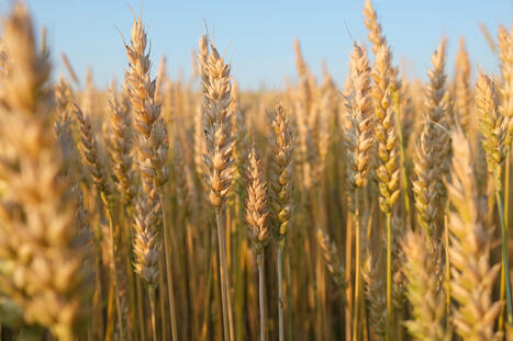 ARGENTINA: extends reduction in export duties for some crops | AMÉRIQUES | Scoop.it