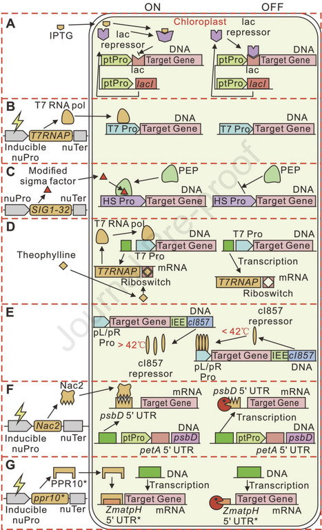 Editing and synthetic applications of chloroplast genomes | pcm | RMH | Scoop.it