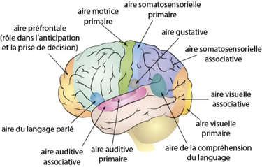 Les sourds sont-ils visuels? Un lien avec les intelligences multiples ? | Intelligences Multiples | Scoop.it