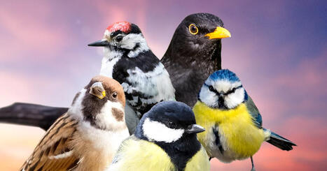 Sipoolainen lintulauta avautuu koko Suomelle &ndash; teko&auml;ly tunnistaa Lintulautaliven vieraat | Yle Luonto | Yle | 1Uutiset - Lukemisen t&auml;hden | Scoop.it