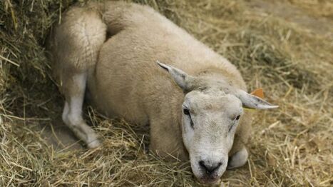Quelles mesures de gestion et de lutte contre la FCO en 2025 ? | SCIENCES DE L' ANIMAL | Scoop.it