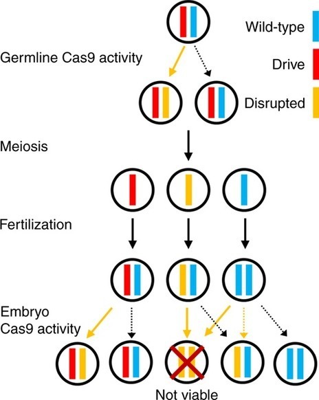 A toxin-antidote CRISPR gene drive system for r...