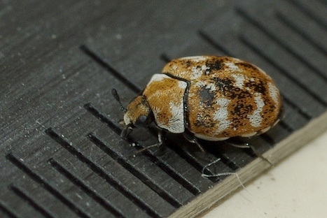 AU MOIS DE FÉVRIER :     Dermeste - Anthrenus verbasci | Les Colocs du jardin | Scoop.it