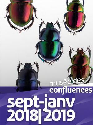 Coléoptères, insectes extraordinaires | Musée des Confluences | Variétés entomologiques | Scoop.it