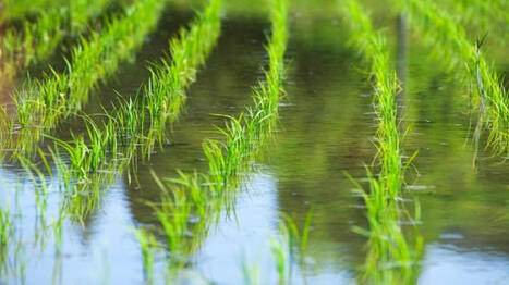PAYS-BAS : Le pari du riz face au changement climatique | EUROPES | Scoop.it