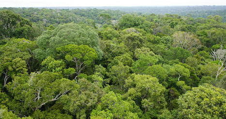En 2024, les pertes de forêts tropicales primaires ont atteint un record - Actu-Environnement | Biodiversité : les chiffres-clés | Scoop.it