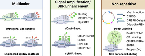 Illuminating the genome: emerging approaches in CRISPR-Cas live-cell imaging | nar | RMH | Scoop.it