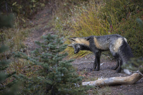 La photo de la semaine : le renard des Cascades se d&eacute;voile dans des images rares, alors qu&rsquo;ils ne seraient plus qu&rsquo;une cinquantaine | Biodiversit&eacute; - @ZEHUB on Twitter | Scoop.it