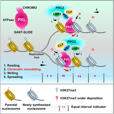 Polycomb-mediated genome architecture enables long-range spreading of H3K27 methylation | SEED-DREAM Lab info | Scoop.it