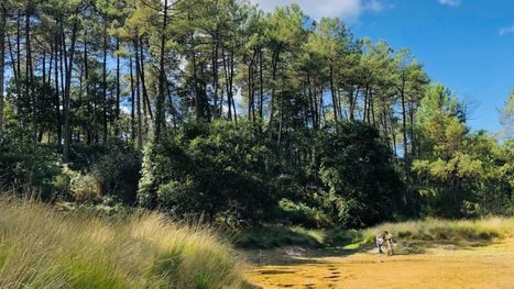 Landes : dans les pas des sentinelles du climat | Biodiversité | Scoop.it