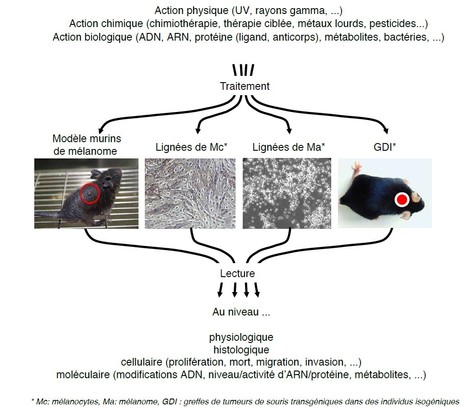 Les lign&eacute;es de cellules de m&eacute;lanomes NRASQ61K sont sensibles &agrave; la combinaison d&rsquo;inhibiteurs des prot&eacute;ines MEK et AKT in vitro et in vivo | Life Sciences Universit&eacute; Paris-Saclay | Scoop.it